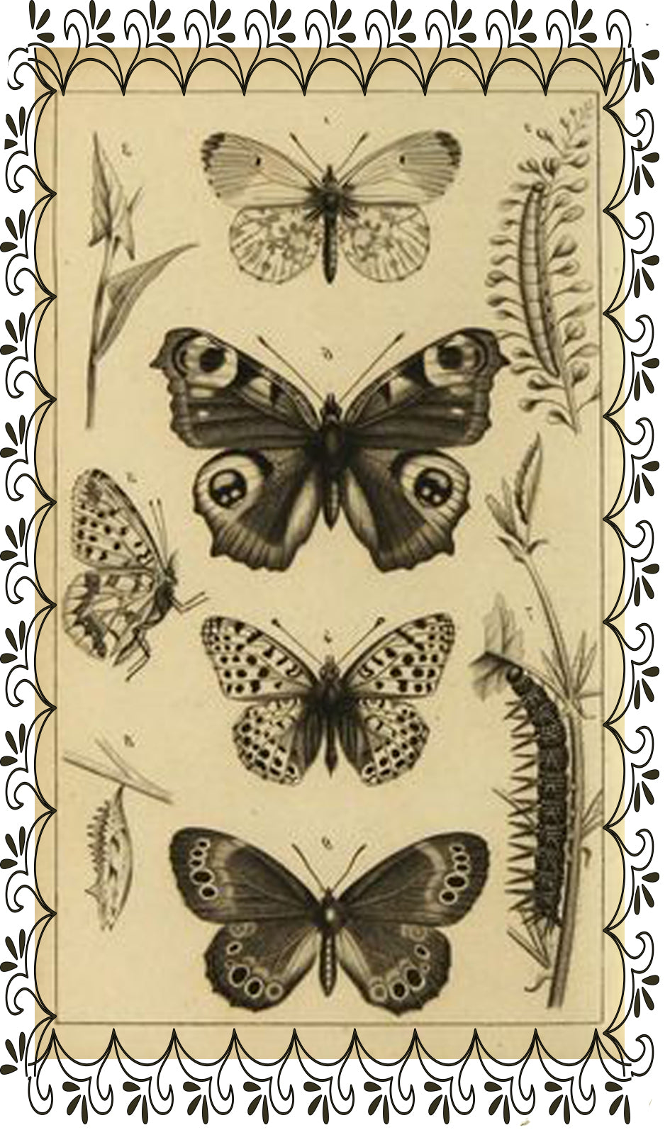 Garrafa Butterfly