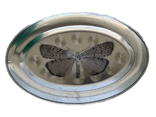 Quadro em Metal Oval Butterfly